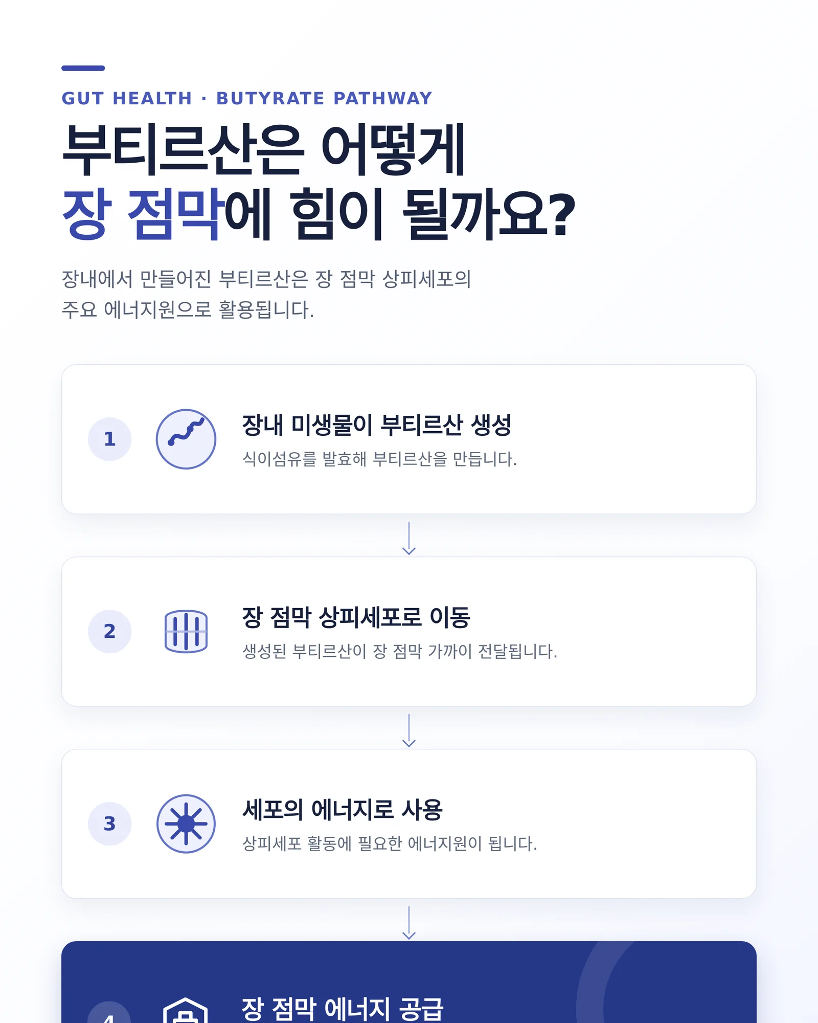 부티르산이 장 점막 상피세포의 에너지원으로 쓰이는 과정을 정리한 인포그래픽